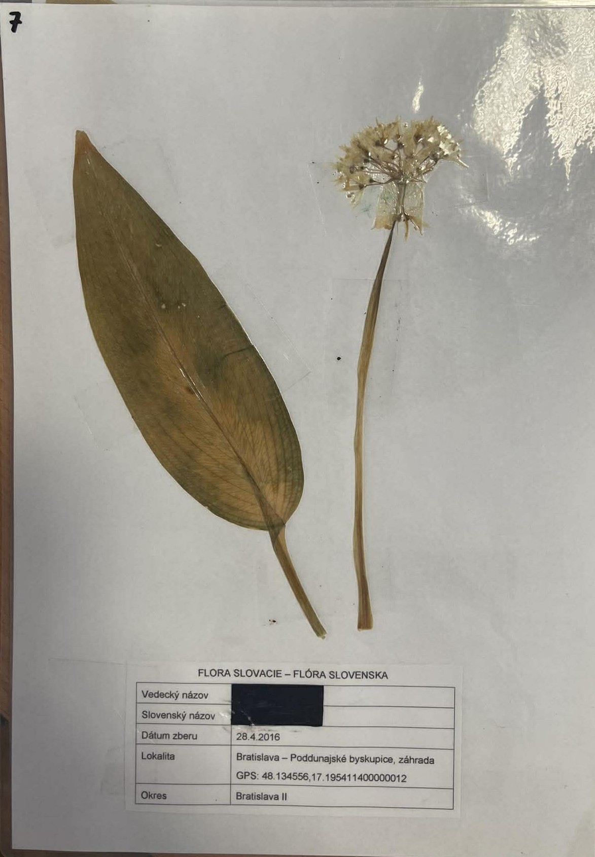 Rastlina Allium ursinum
